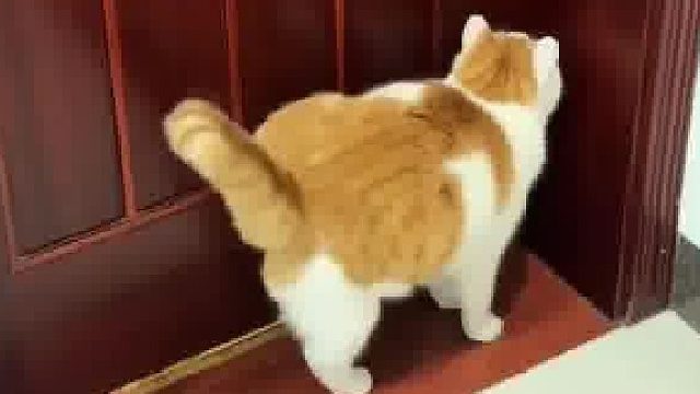 周末早上赖床准时来我屋敲门，忘记给15斤的猫投喂猫粮，15斤的体重腿都占一半了