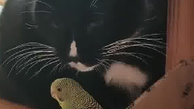 主人叫猫咪轻轻的摸鹦鹉，在主人一遍遍的叮嘱中，猫咪抡圆了胳膊