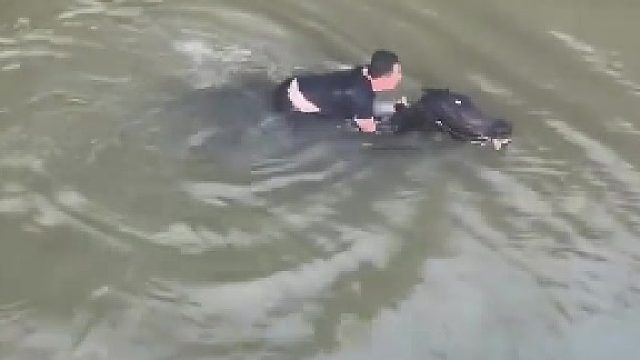 马有三分龙性抓住马鬃或马尾就上来了  ​