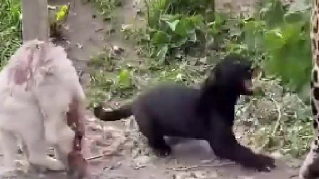 后生可畏，野生动物零距离