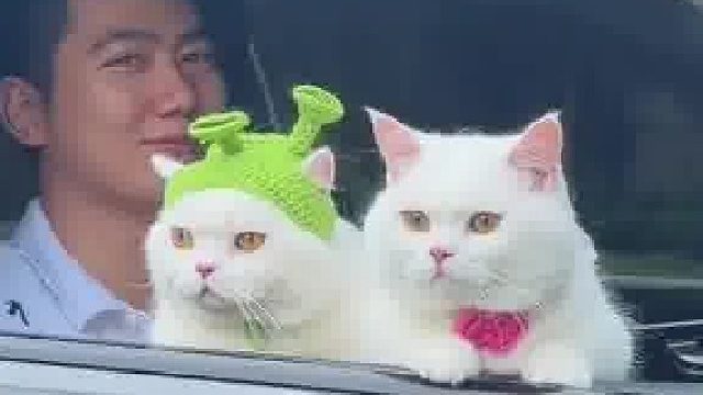 男子傲娇展示自己的可爱小猫，“这么可爱的猫 他居然有两只”