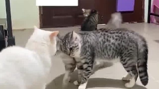 两只猫咪正在“吵架”，旁边的猫咪听到后立马来“劝架”