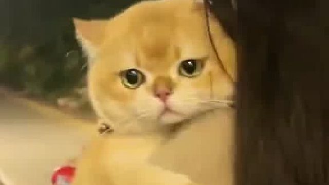 给小猫咪洗个澡，它都要碎掉了  ​