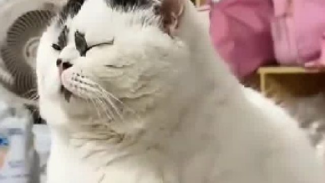 小猫因长得过于抽象火出圈，像极了《天书奇谭》里的狐狸奶奶
