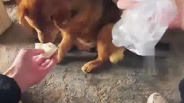 男子钓鱼一转身不小心钩到狗子“买包子能哄好吗？”  ​