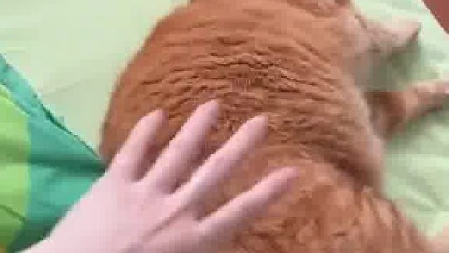 猫咪怕被主人赶出房间，一上床就立马躺下装睡