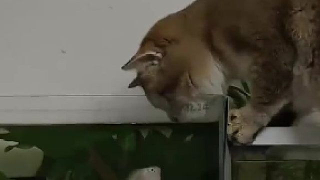 倒反天罡，猫被鱼揍了，猫：终有一次你会失手   ​
