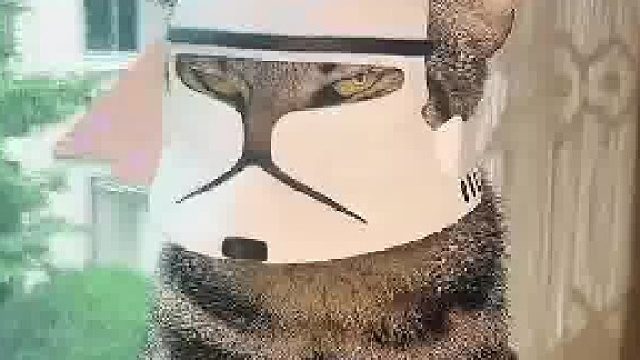 猫咪化身暴风军战士，我笑了  ​