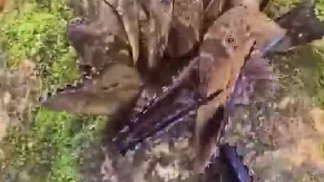 闪蝶和不要钱一样  ​