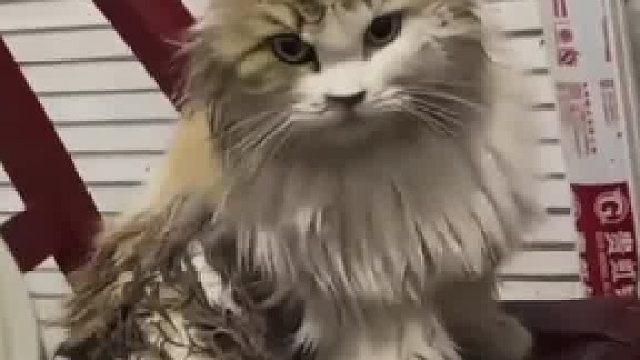 失足猫咪第一次嫌弃自己  ​