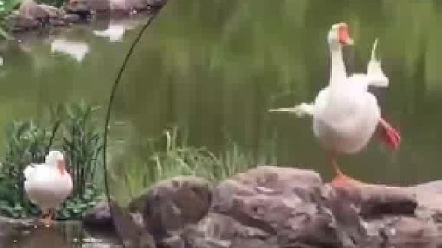 可爱大鹅做“拉伸