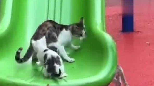 猫妈妈趁早上人少带娃们滑滑梯