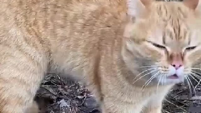 猫咪不慎被蜜蜂蛰了，看着心疼又好笑