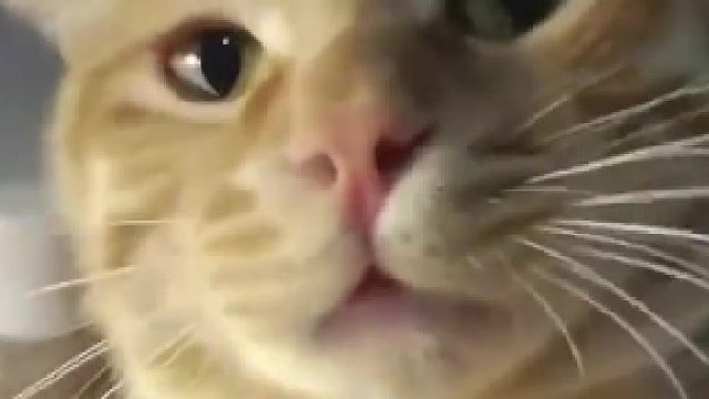 猫咪被主人打了一巴掌后眼神里充满了不服气
