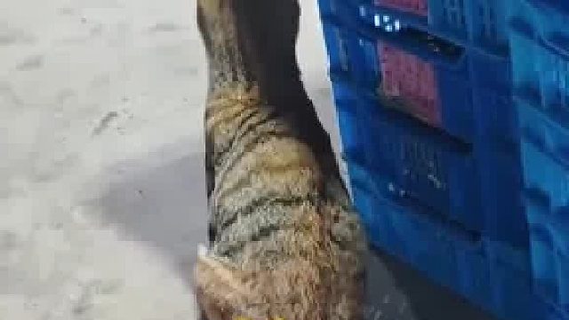 猫咪挠痒后突然抽搐