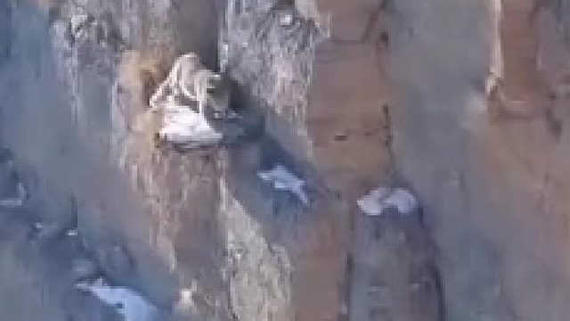 捕猎现场秒变大型失衡现场，雪豹太狼狈