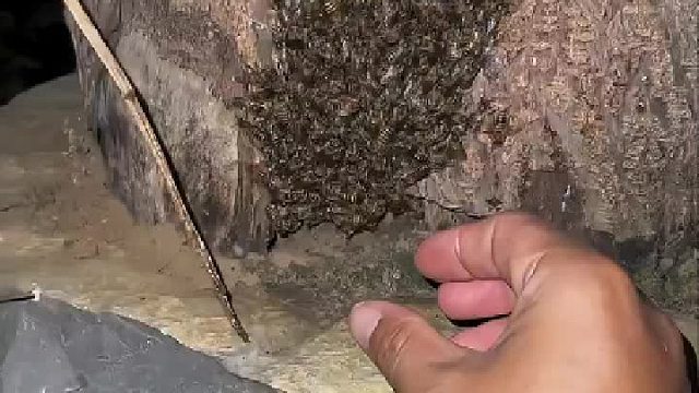 教训蜜蜂的天敌，保护小蜜蜂