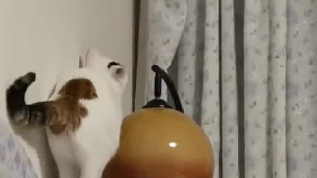 跳高老手意外翻车，猫：住嘴