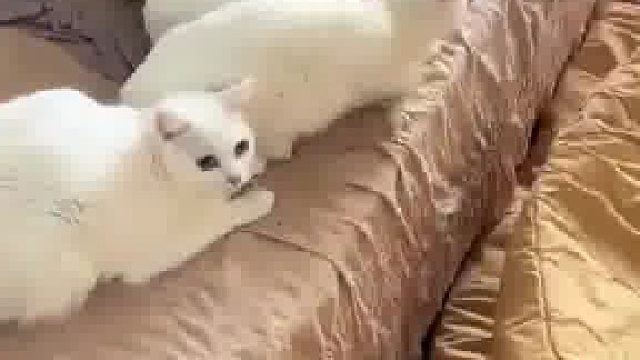 住客不辞而别弃养群猫房东收房发现九只大猫三只幼猫