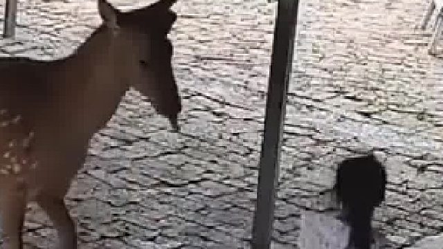 小鹿调皮弄倒饲料，反被小主人阻止，下一秒惊人报复现场，主人目睹全过程