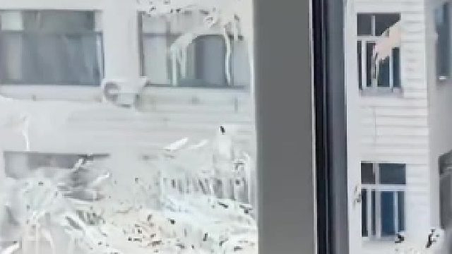 猫咪和鸟打架结果每天玻璃上都是一堆鸟屎，结果没办法只能打印老鹰来震慑一下了