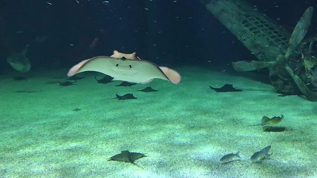 海洋馆大全
