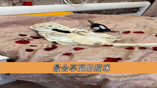 最会享受的猫咪