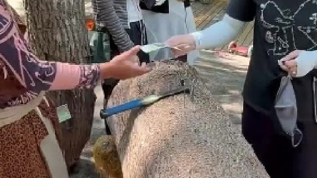 游客花10元敲钉子，直接一下敲到旁边树木上