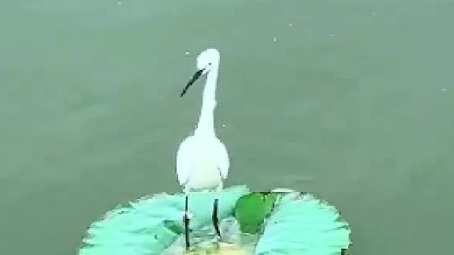 白鹭也会翻车