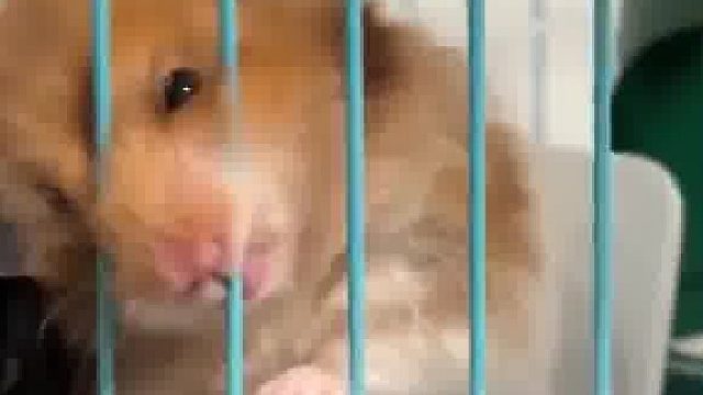 鼠鼠：啥？