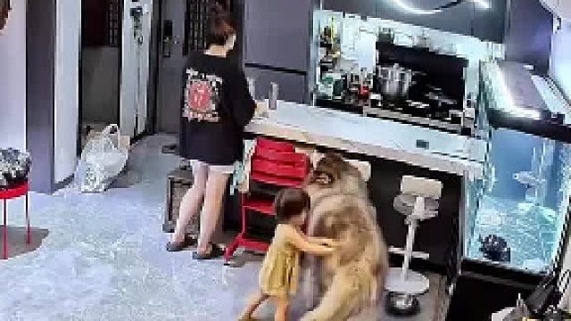 十一岁的老狗，人一走开就嫌孩子烦 下意识张嘴，幸亏最后及时松口，网友：还是要提防的