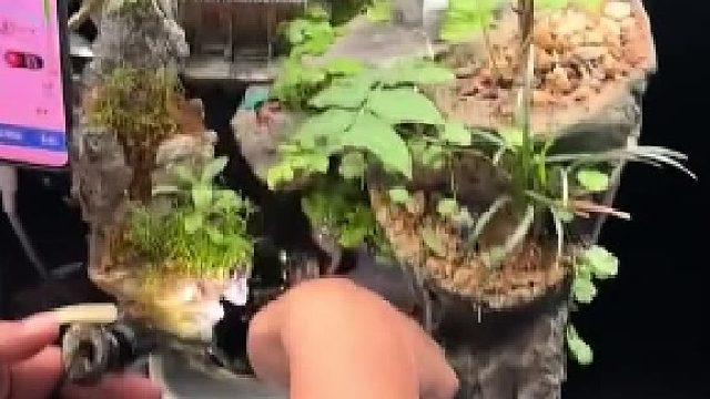 网约车师傅向我展示他的车载养鱼