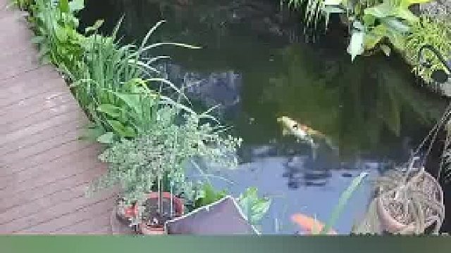 小鸟故意在鱼池上方飞，引诱小猫扑过来，结果小猫直接掉水里了