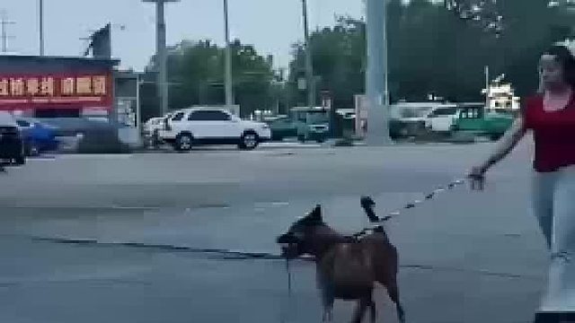 牵狗在路上走着
