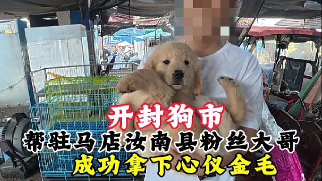 开封狗市全程陪同，帮驻马店汝南县粉丝挑金毛！让新手避雷不踩坑