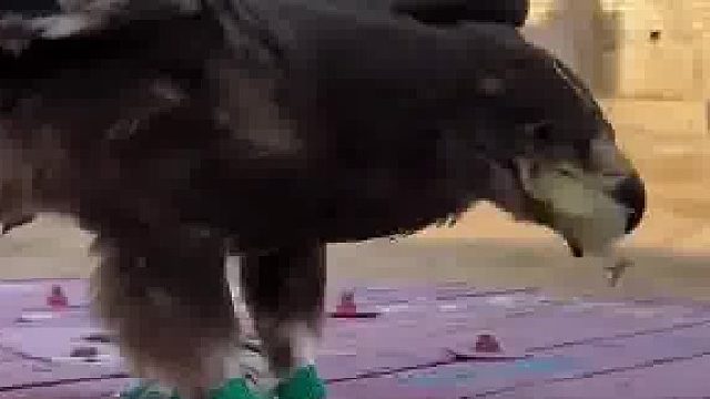 在国外看到现实版的老鹰捉小鸡，小鸡眨眼功夫就被老鹰叼起吞下  ​