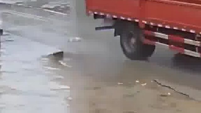 宠物狗突然窜到马路上，被路过货车碾压致死