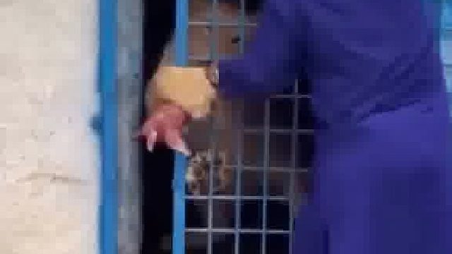 全球最恐怖的工作？喂狮子时摄影师先跑了