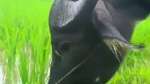 主人带水牛出来吃草，水牛吃着吃着就吃到旁边的水稻了  ​