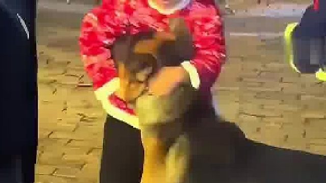 两狗打架无一人劝架，还待姑娘上呀……  ​