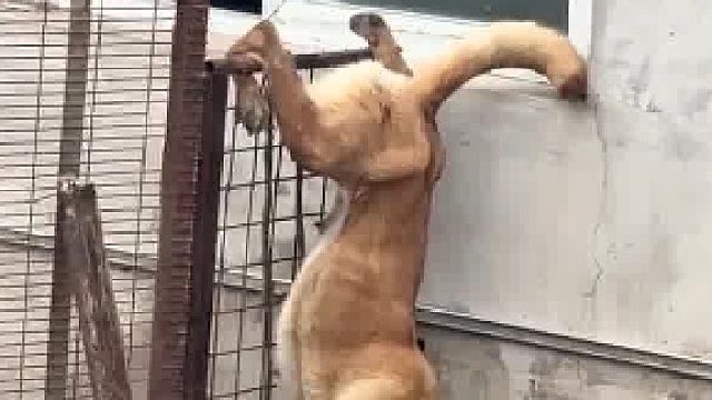 一条经常咬人的狗腿被铁丝网挂住了，要不要救它呢？  ​