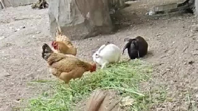 秃鹫跟着母鸡一起吃草，饲养员赶紧叫它过去吃肉