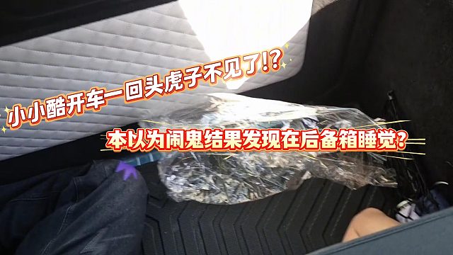 小小酷开车一回头虎子不见了！？
