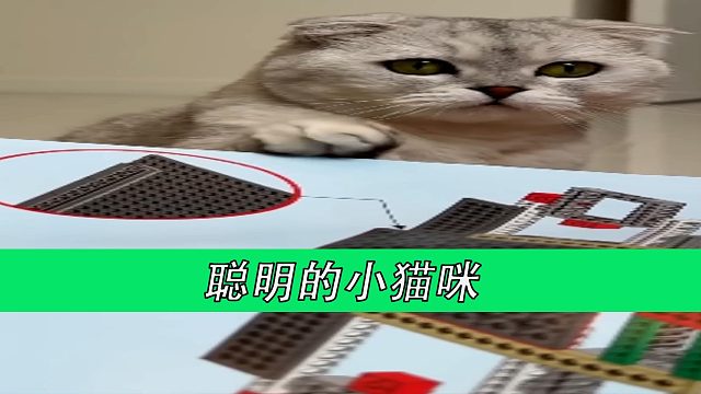 聪明的小猫咪