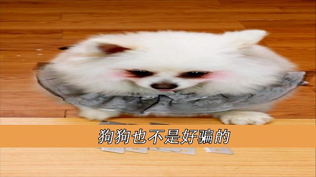 狗狗也不是好骗的