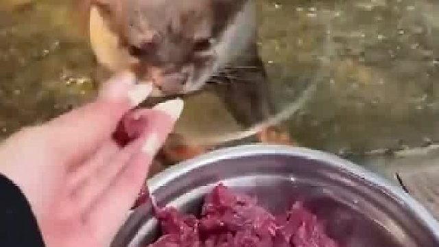 网友本来在给水獭拿牛肉，结果刚拿出一块，另一只就过来了