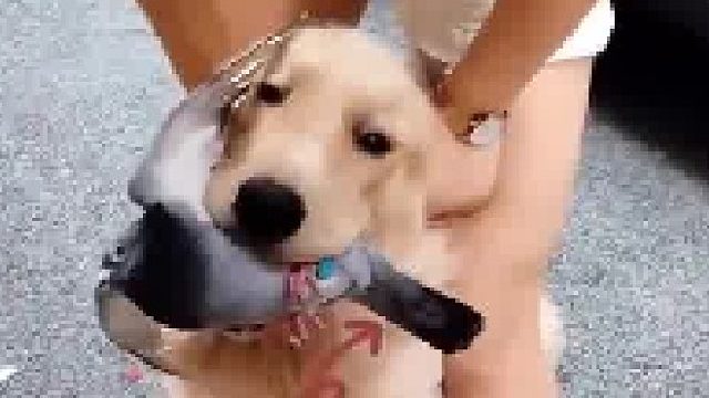 女子遛狗不牵绳，攻击别人的信鸽，咬在嘴里不松口，主人也无可奈何
