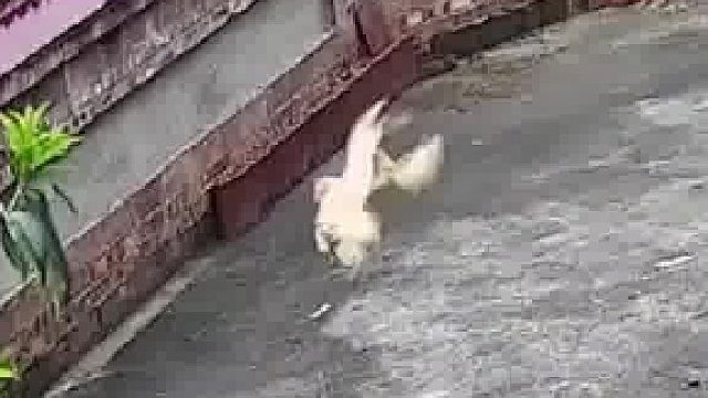 母鸡妈妈如果可以飞得更高，她一定会为了孩子，和老鹰拼个你死我活