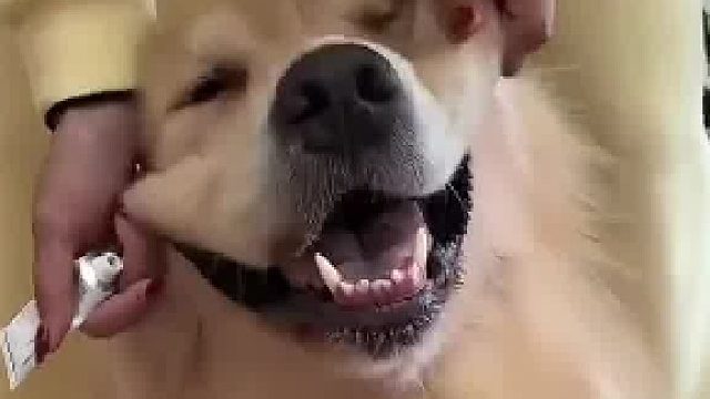 主人以为盖子被狗狗吃了，在狗狗嘴里找了半天结果在手里攥着