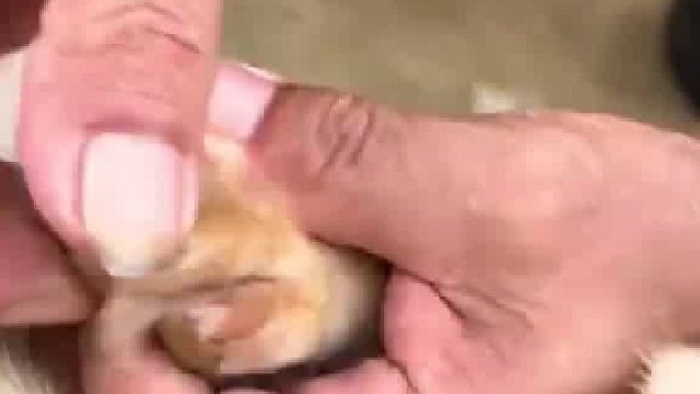 这公鸡没白养真是个好帮手，公鸡：我不吃一会不小心跑我身上了